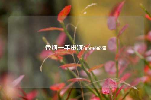 香烟一手货源/opm86888  第1张
